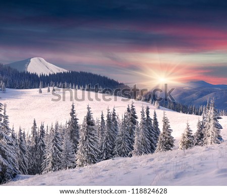 Trees covered with hoarfrost and snow in mountains. Sunrise
