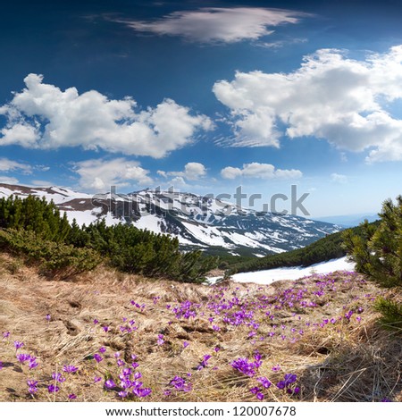 Field of blooming crocuses in the spring in the mountains