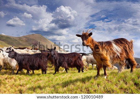flock of sheep and goat in the mountains at summer