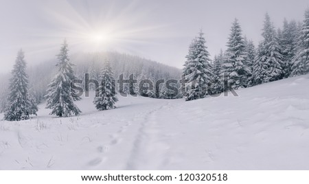 Foggy winter landscape in the mountain forest
