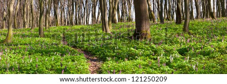 Panorama of the spring forest. The path between the fields of blooming flowers