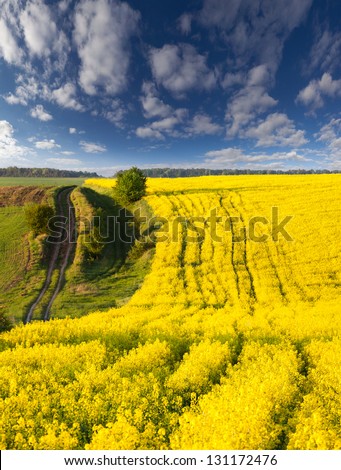 Summer Landscape with a field of yellow flowers