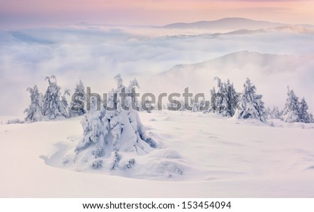 Trees covered with hoarfrost and snow in mountains. Foggy sunrise
