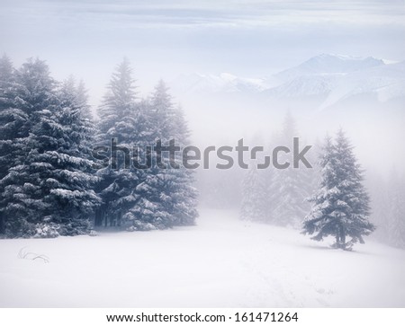 misty forest at winter in the mountains