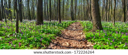 Panorama Of The Spring Forest. The Path Between The Fields Of Blooming Flowers