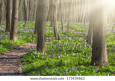 Blooming fields of flowers in spring forest