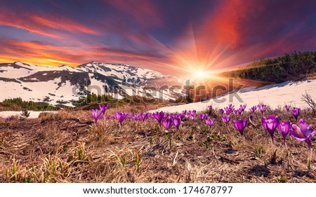 Field of blooming crocuses in the spring in the mountains. Colorful sunset.