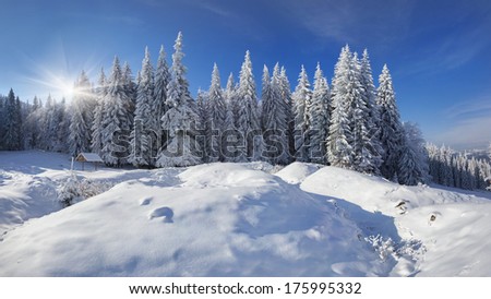 Winter fairy tale after heavy snowfall in the mountain forest