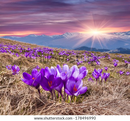 Field of blooming crocuses in the spring in the mountains. Colorful sunset.