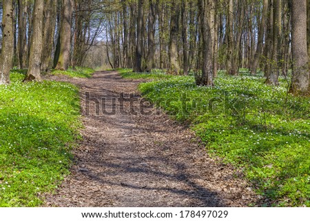 The path between the fields of blooming flowers in the spring forest.