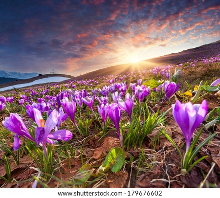 Field of blooming crocuses in the spring in the mountains. Colorful sunrise.
