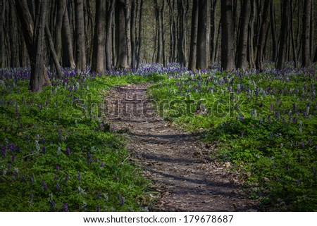 Mystical path in a dark forest in spring