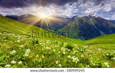 Fields of flowers in the mountains. Georgia, Upper Svaneti, Europe.