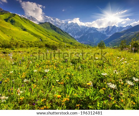 Alpine meadows at the foot of Tetnuldi glacier, Chkhutnieri pass. Upper Svaneti, Georgia, Europe. Caucasus mountains.