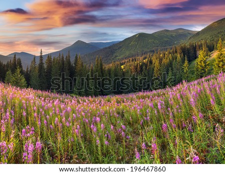 Beautiful autumn landscape in the mountains with pink flowers. Sunrise.