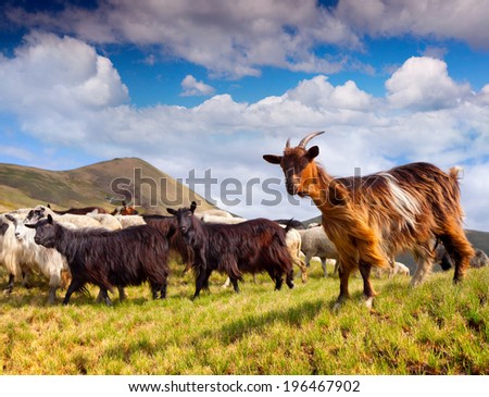 Flock of sheep and goat in the Carpathian mountains. Geolocation 48.485851,23.722701