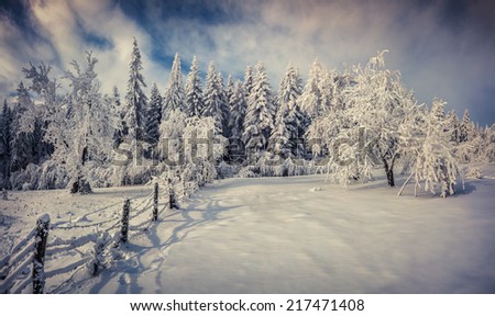 Sunny winter landscape in the forest. Retro style