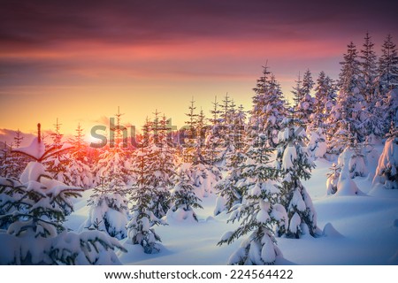 Colorful landscape at the winter sunrise in the mountain forest