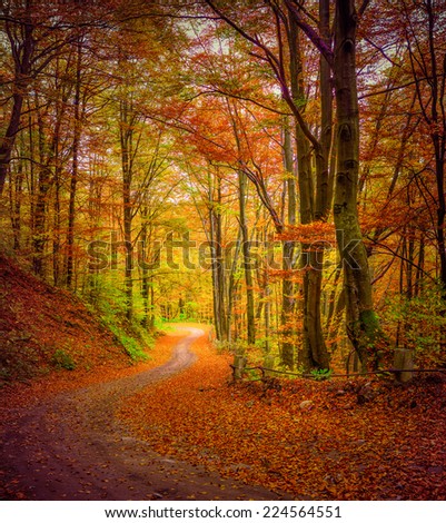 Dark forest road in the autumn forest. Retro style.