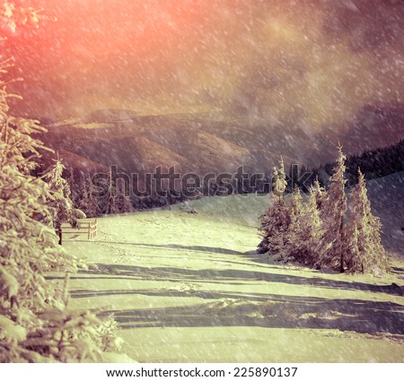 Winter sunrise in the mountains with fir-trees and fresh snow. Retro style.