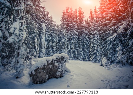 Winter sunrise in the mountain forest with fir-trees and fresh snow. Retro style.