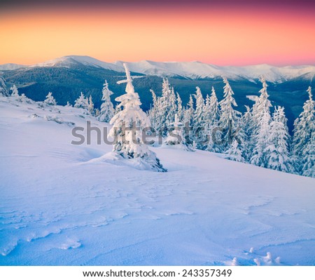 Frozen small fir tree in winter mountains at sunrise