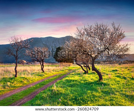 Bloosoming almond garden on the cape San Vito, Sicily, Italy, Europe.