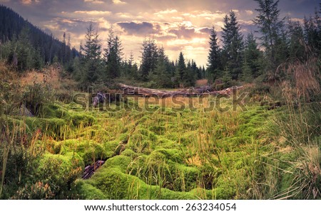 Colorful summer sunrise in the magic forest with huge carpet of green moss