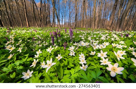 Blooming anemone flowers in the spring forest. Used as natural background.