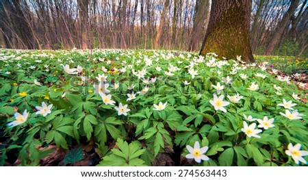 Blooming anemone flowers in the spring forest. Used as natural background.
