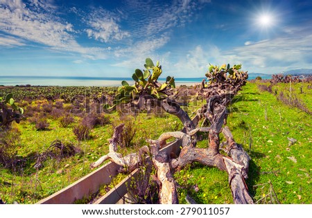 Abandoned vineyard on the south coast of Sicily, Italy, Medityrrhenian sea, Europe.
