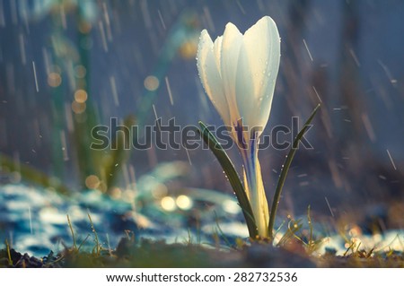 Single flower of white crocus in the spring rain