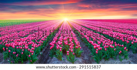 Fields of blooming white tulips at sunrise. Beautiful outdoor scenery in Netherlands, Europe.