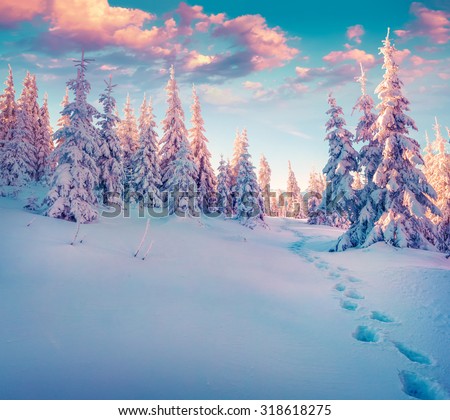 Colorful winter sunrise in the Carpathian mountain forest. Ukraine, Europe. Instagram toning.