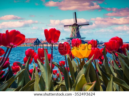 Blossom tulips in the Dutch village with famous windmills. Spring sunny morning on the Netherlands canals. Instagram toning.