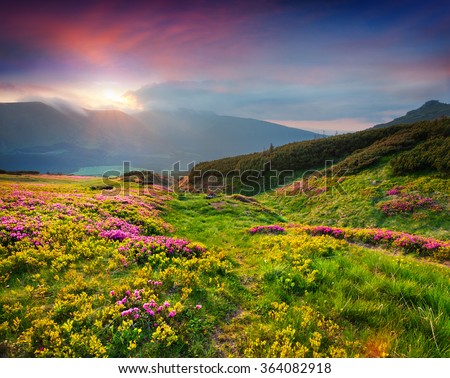 Natural summer scene in Carpathian mountains. Fresh grass and rhododendron flowers glowing last sunlight in evening. Ukraine, Europe.