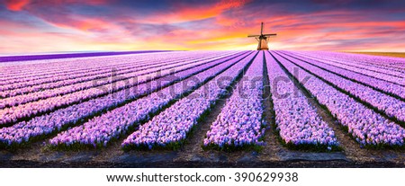 Dramatic spring scene on the flowers farm. Colorful sunset in Netherlands, Europe. Fields of blooming hyacinth flowers in Holland.