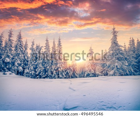 Splendid Christmas scene in the mountain forest. Colorful winter sunrise in the Carpathians, Ukraine, Europe. Artistic style post processed photo.