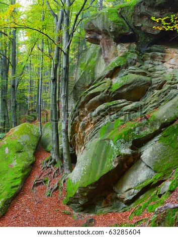 Colorful vertical panorama  in the Carpathian forest