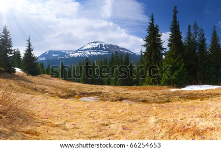 crocuses bloom in spring in the Carpathians