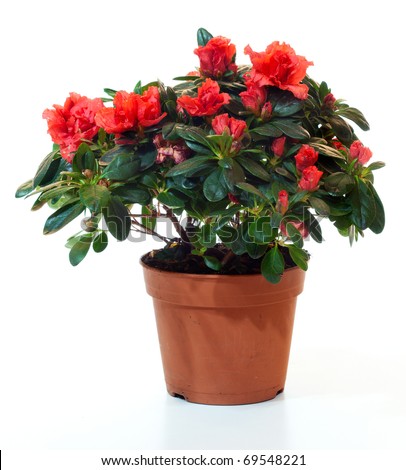 Blossoming plant of azalea in flowerpot isolated on white.