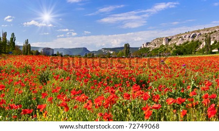 Blossom field of poppies in the spring
