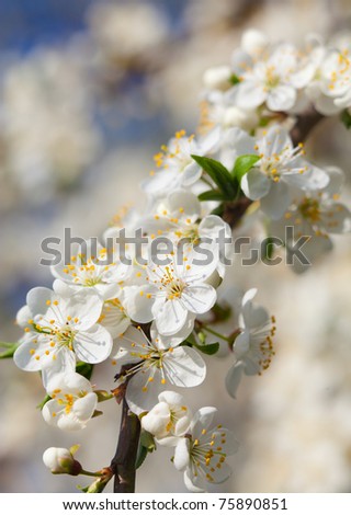 Spring season - white flowers of cherry