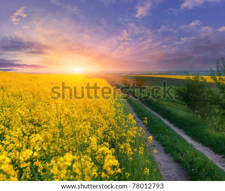 Summer Landscape with a field of yellow flowers. Sunrise