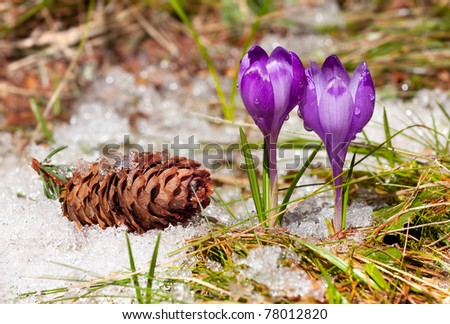 crocuses and fir-cone on the snow in spring