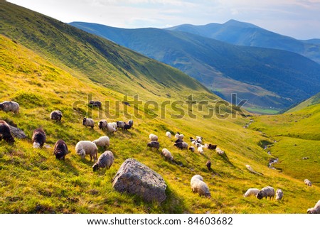 flock of sheep  in the mountains at summer