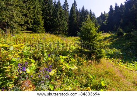 fir tree in the forest at summer