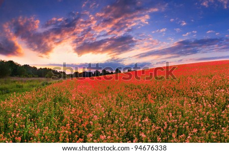 Colorful panorama with a field of red flowers. Sunset