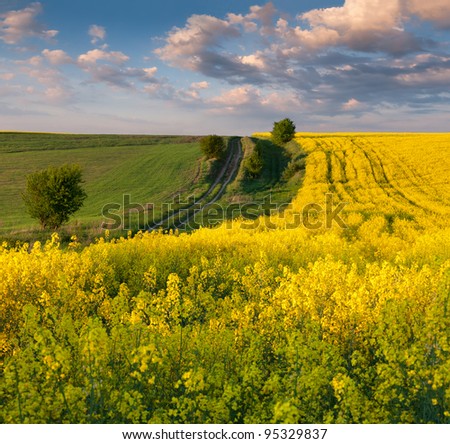 Summer Landscape with a field of yellow flowers. Sunset