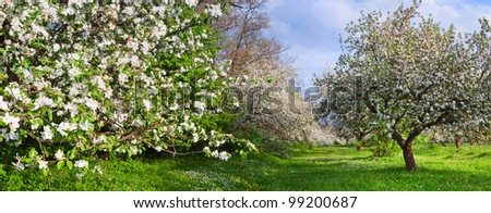 Panorama of blossom apple-trees garden at the spring. Sunny day